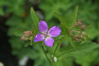 Geranium sylvaticum Bosooievaarsbek bestellen